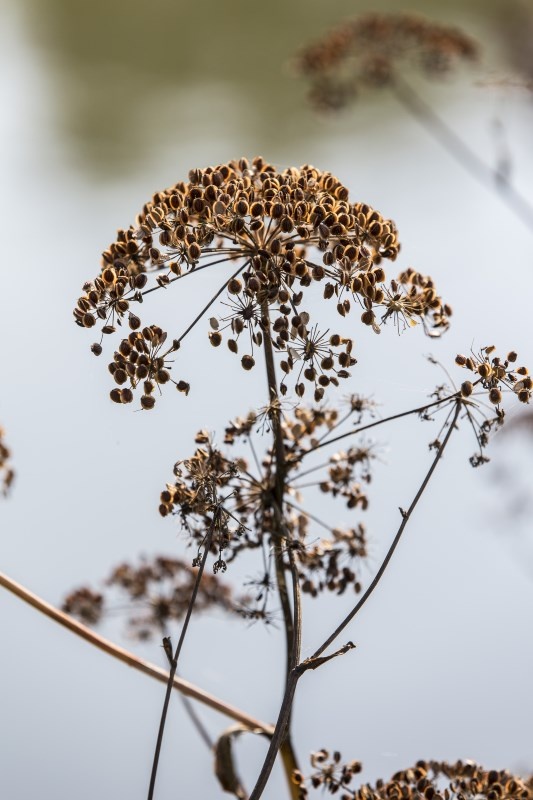 Profilbild von Anni Siefert
