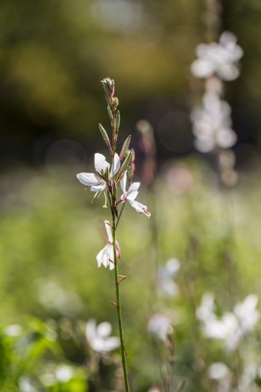Profilbild von Elisabeth Ehrlich